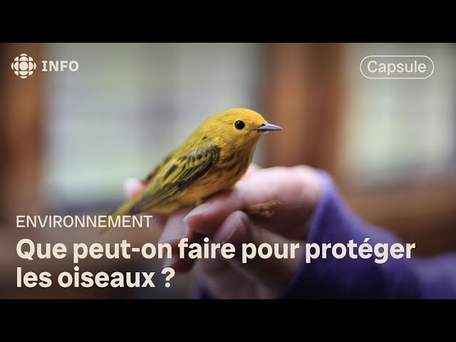 ⁣La population des oiseaux de prairies a chuté de 67 % depuis 1970