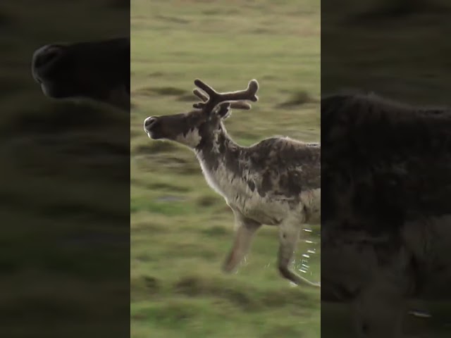 ⁣La mort d’un caribou devant le tribunal / Vidéojournal