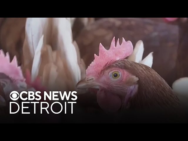 ⁣Ordinance allowing chickens, ducks and bees within Detroit city limits passes