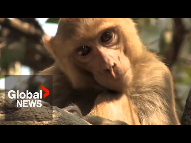 ⁣South Carolina town still on lockdown as 18 of 43 escaped monkeys remain on the lam