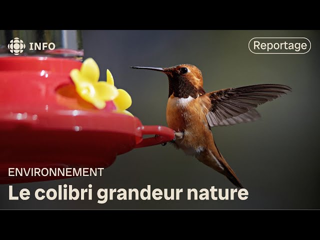 ⁣Des colibris menacés par l’activité humaine | La semaine verte