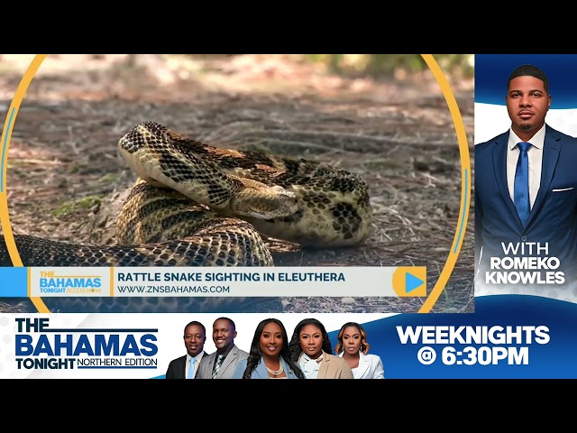 ⁣Rattle Snake Sighting In Eleuthera