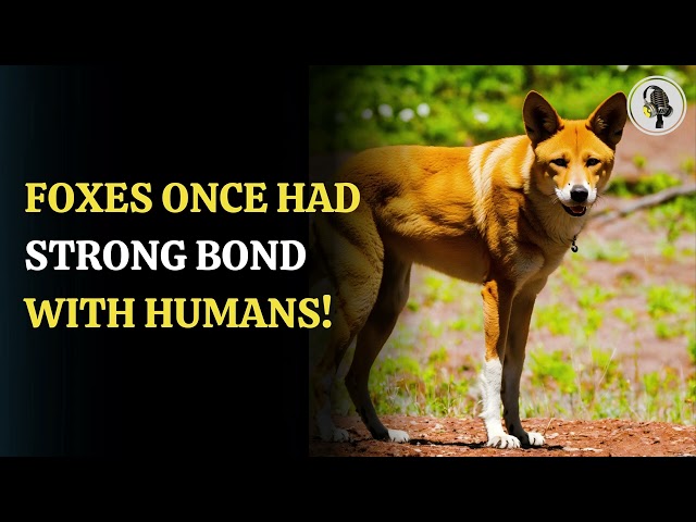 ⁣Ancient Foxes Kept As Pets By Human1,500 Years Ago | WION Podcast