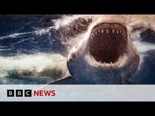 ⁣Sharks less likely to attack surfboards with lights, study finds | BBC News