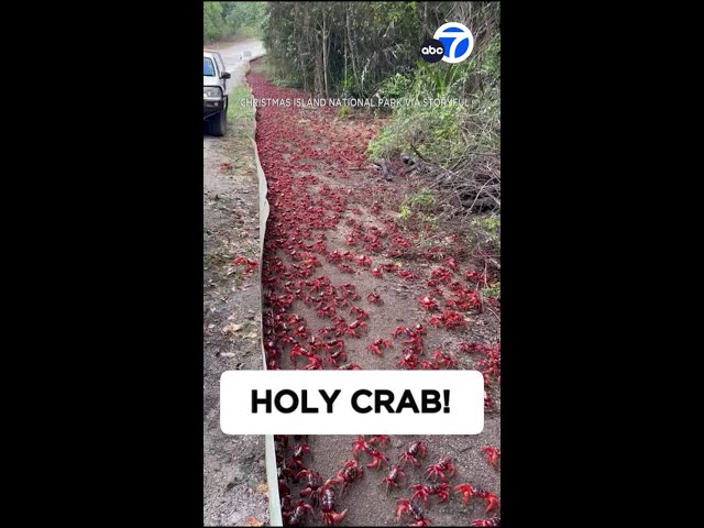 ⁣Holy crab!