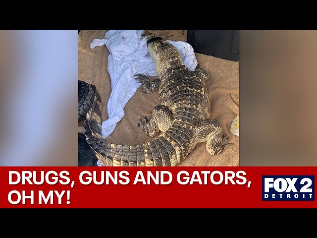 ⁣Guns drugs, and gators in Wayne County home