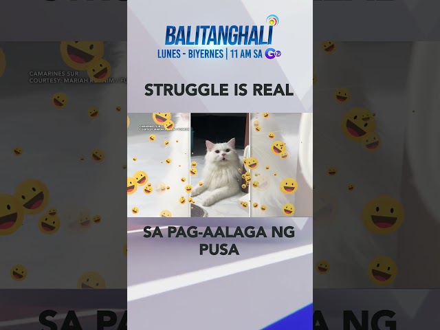 ⁣Pet lover, na-expectation vs. reality sa alagang Persian cat #shorts | Balitanghali