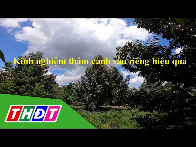 ⁣Kinh nghiệm thâm canh sầu riêng hiệu quả | Khuyến nông - 12/11/2024 | THDT