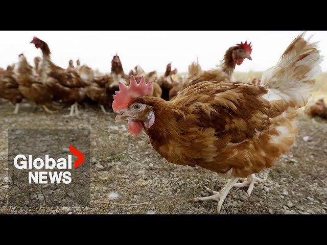 ⁣BC teen in critical condition with province's 1st case of avian flu