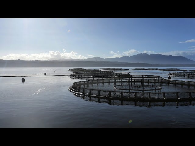 ⁣‘No clarity in sight’ for either side of the Tasmania salmon feud