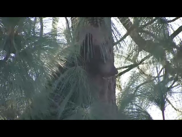 ⁣Mama bear, cub spotted wandering in La Crescenta neighborhood