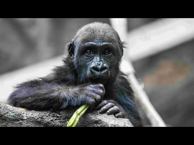 ⁣Two-year-old gorilla at Calgary Zoo dies after injury