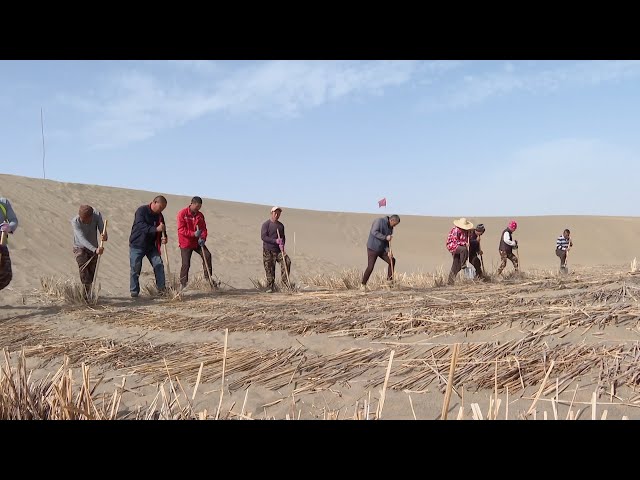 ⁣How China tackles desertification in the Taklamakan Desert