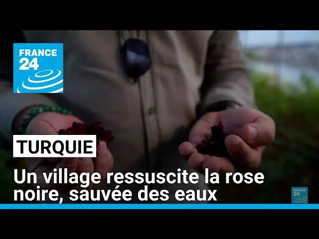 ⁣Turquie : un village ressuscite la rose noire, sauvée des eaux • FRANCE 24