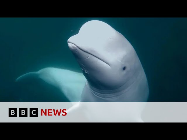 ⁣Runaway 'spy whale' flees Russian military training | BBC News