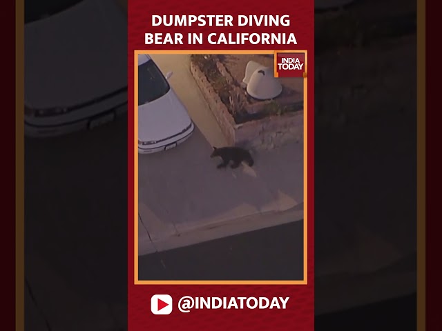 ⁣Watch: Bear Caught Dumpster Diving In Southern California | India Today