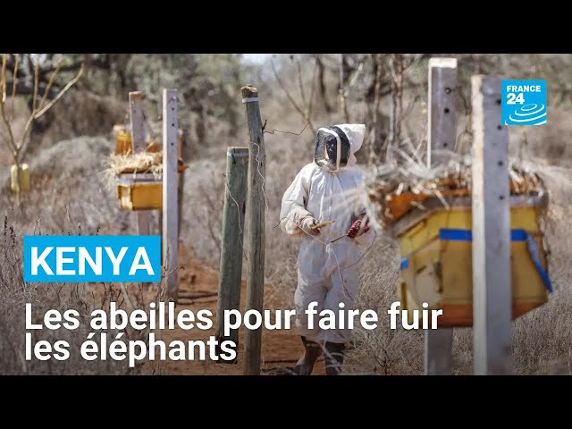 ⁣Kenya : les abeilles comme solution au conflit entre éléphants et êtres humains • FRANCE 24