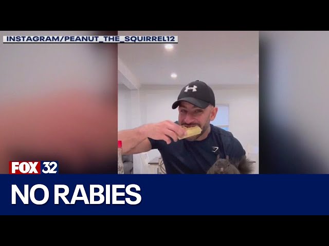 ⁣Across America: Peanut the squirrel tests negative for rabies