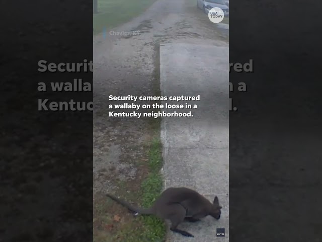 ⁣Video shows wallaby roaming around Kentucky neighborhood #Shorts