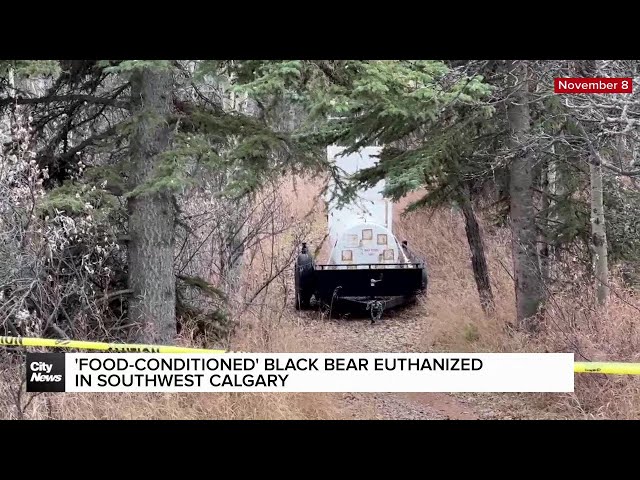 ⁣'Food-conditioned' black bear euthanized in SW Calgary