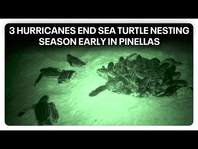 ⁣Hurricanes bring end to Pinellas' sea turtle nesting season