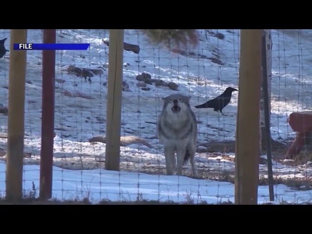 ⁣CPW updates list of potential counties for upcoming gray wolf release