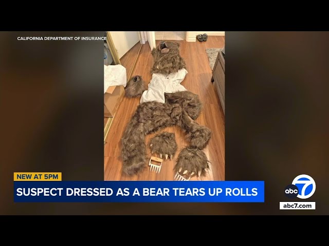 ⁣Suspects allegedly wore bear suit to damage cars, defraud insurance agencies, officials say