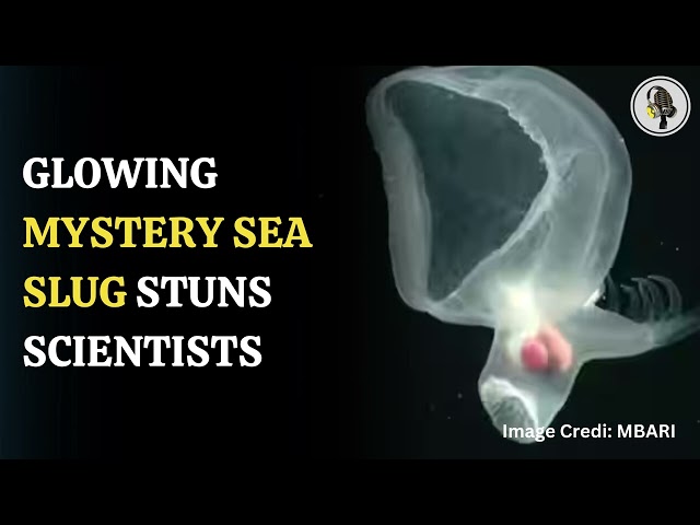 ⁣Glowing Sea Slug Can Detach Its Tail | WION Podcast