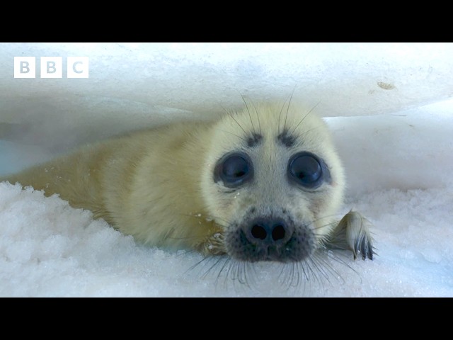 ⁣Mum saves baby seal with a clever trick to help it swim  - BBC