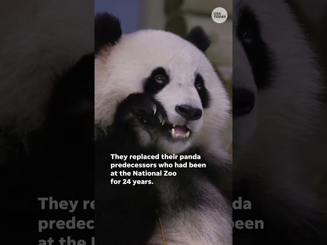 ⁣Pandas Bao Li and Qing Bao settle in to new DC home at the National Zoo #Shorts