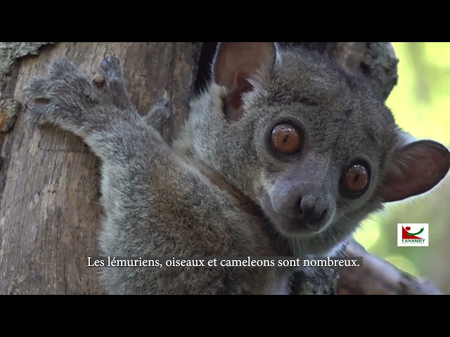 ⁣Le circuit « Morondava–Kirindy–Akiba–Forêt classée–Kivalo–Allée des Baobabs »