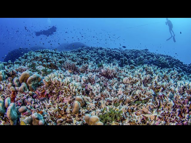 ⁣Researchers discover the world’s largest coral colony off the coast of the Solomon Islands