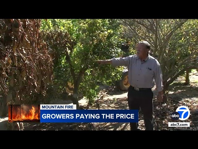 ⁣Farmer, 75, who bought land with savings, loses avocado crops to Mountain Fire