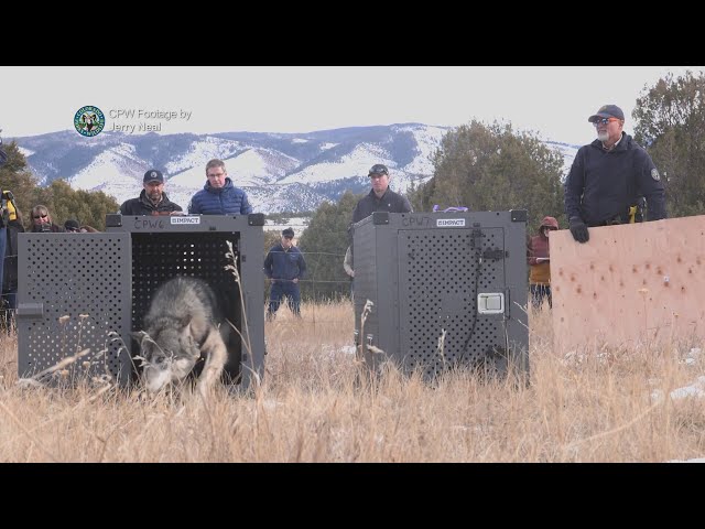 ⁣Future of Colorado's wolf reintroduction program up for discussion