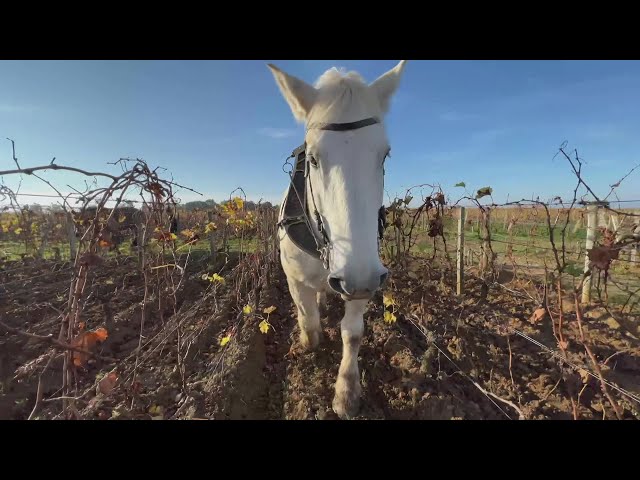 ⁣Viticulture : des chevaux pour travailler les parcelles