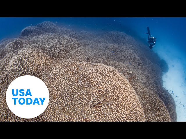 ⁣World's largest coral colony discovered by National Geographic divers