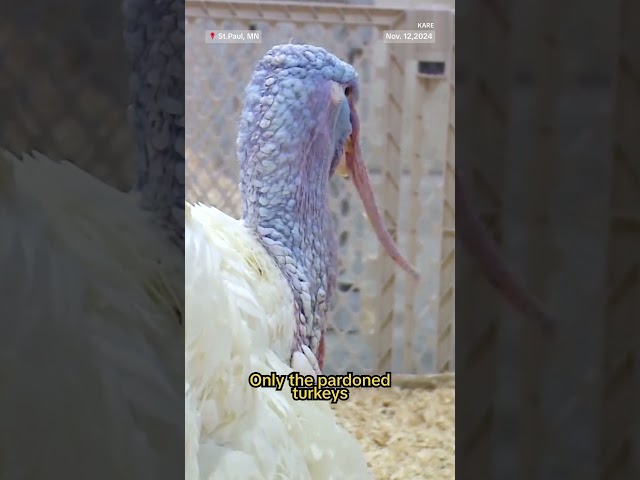 ⁣The luxurious life of pardoned presidential turkeys