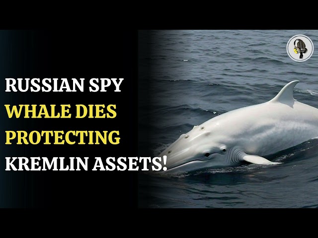 ⁣Spy Whale Hvaldimir : Russia's Guard Whale Found Dead In The Arctic | WION Podcast