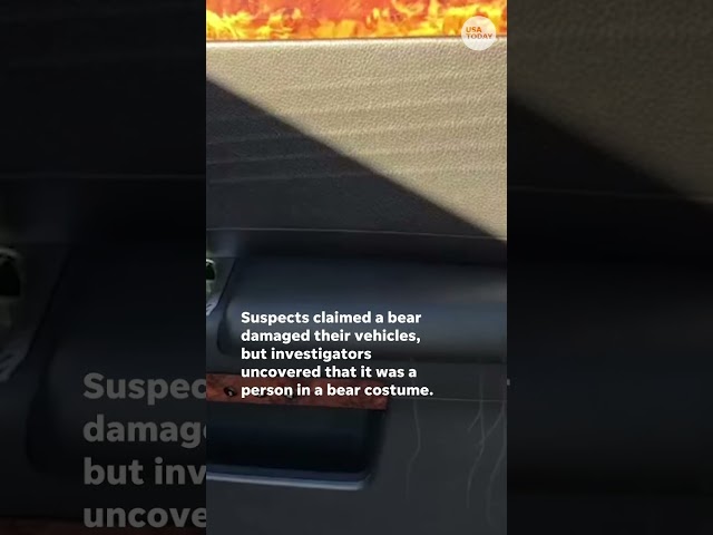 ⁣Video shows fake bear attack in alleged insurance fraud #Shorts