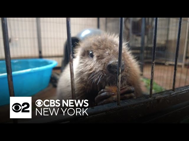 ⁣Dozens of animals rescued from Jennings Creek fire burning in New Jersey and New York