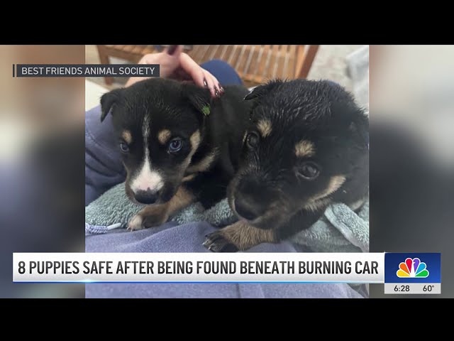 ⁣8 puppies found under burning car in Palmdale