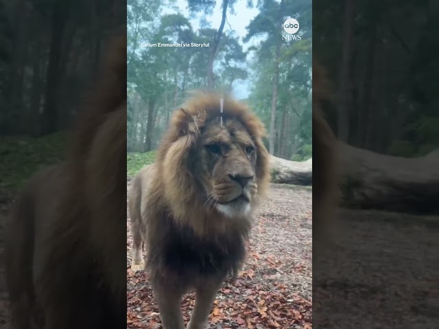 ⁣'Lion Lodge' lives up to its name with close hot tub encounter