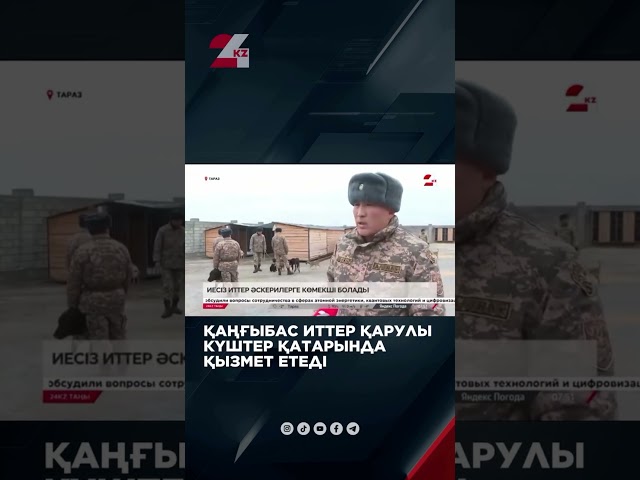 ⁣Қаңғыбас иттер Қарулы күштер қатарында қызмет етеді