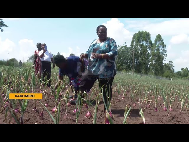 ⁣Prime Minister Nabbanja takes up farming - Onion harvest likely to cash in sh.300m per harvest