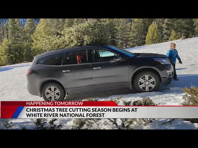 ⁣Christmas tree cutting season begins in White River National Forest