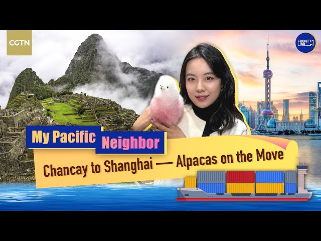 ⁣Chancay Port brings more opportunities to Peruvian alpaca plush toy makers