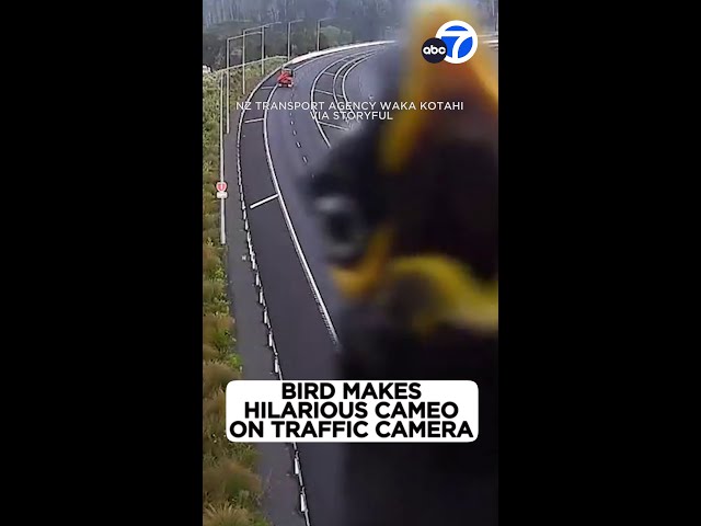 ⁣Bird makes hilarious cameo on traffic camera