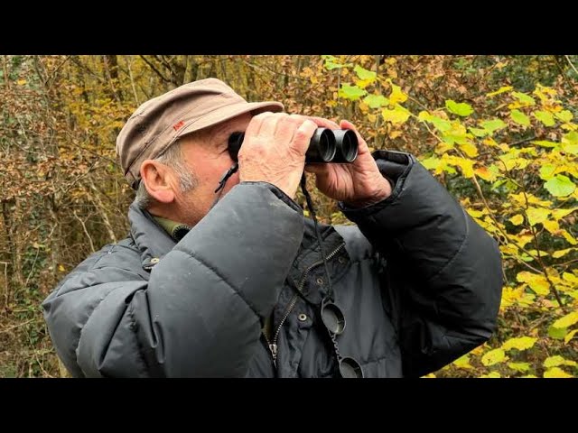 Chevreuils sous surveillance : comprendre la faune sauvage