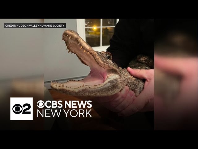 Alligator found in New York creek