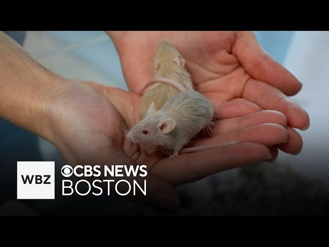 ⁣New Hampshire animal shelter ends up with 1,000 mice for adoption